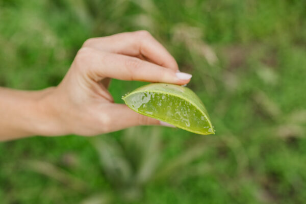 Gel d'Aloe Vera 100% 5 kg