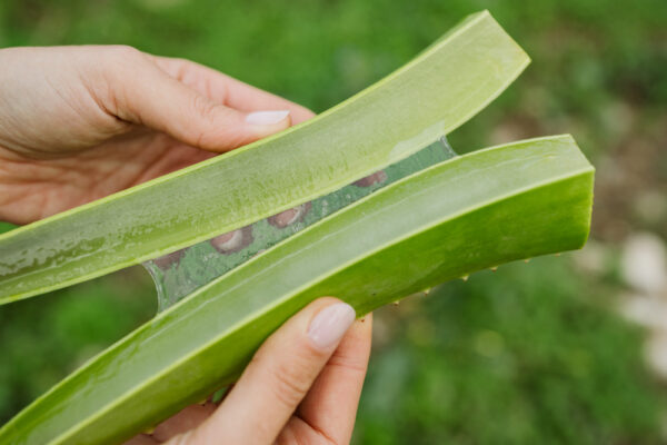 Gel d'Aloe Vera 100% 5 kg - immagine 3