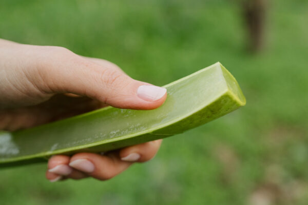 Gel d'Aloe Vera 100% 5 kg - immagine 5